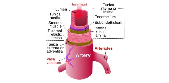 Can You Explore Everything About Arteries Flashcards